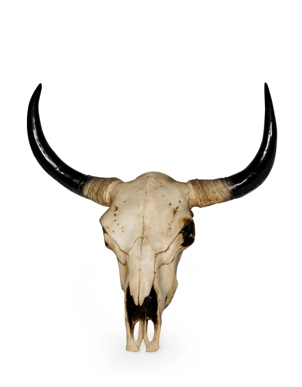 Extra Large Bison Wall Head – Majestic Resin Skull Wall Mount
