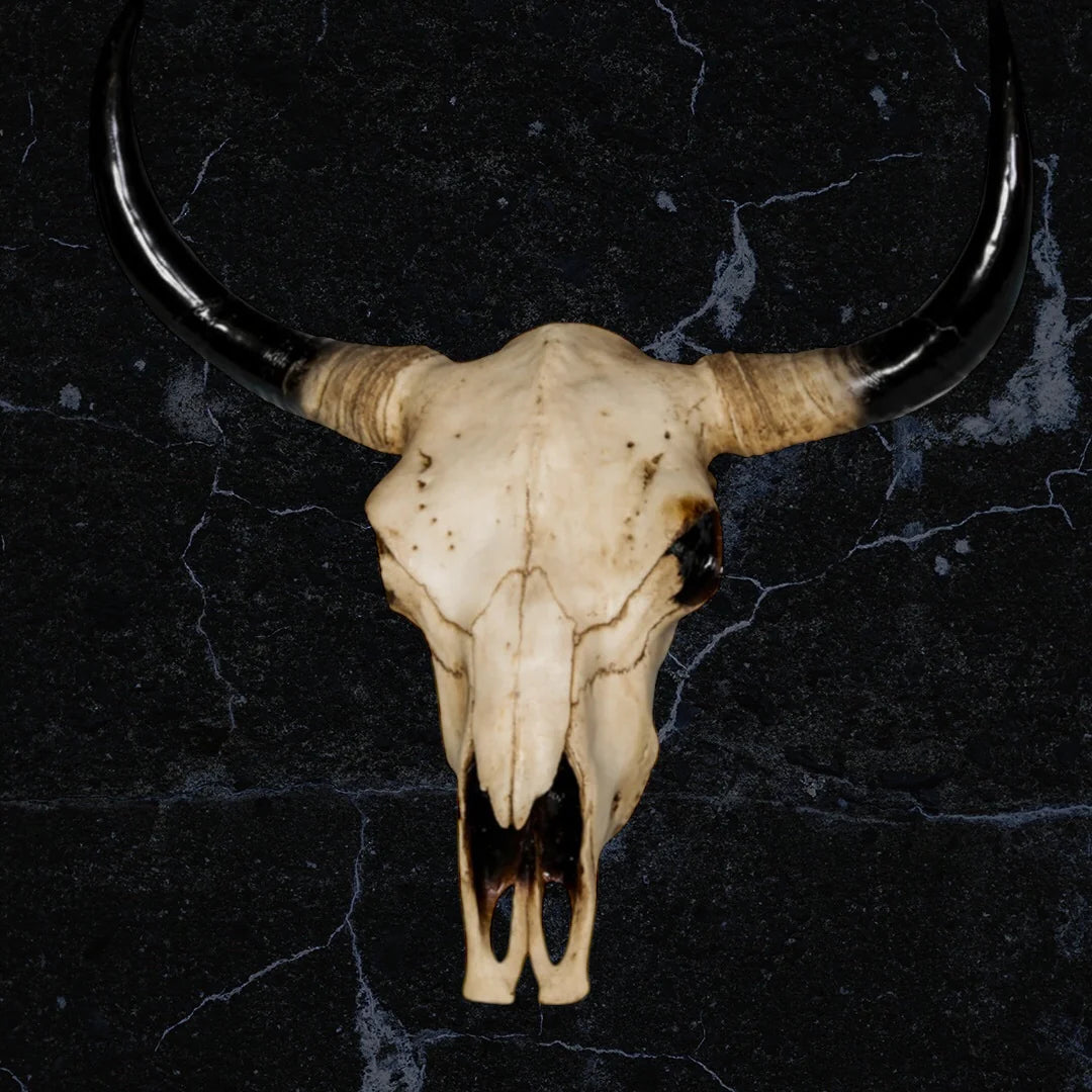 Extra Large Bison Wall Head – Majestic Resin Skull Wall Mount
