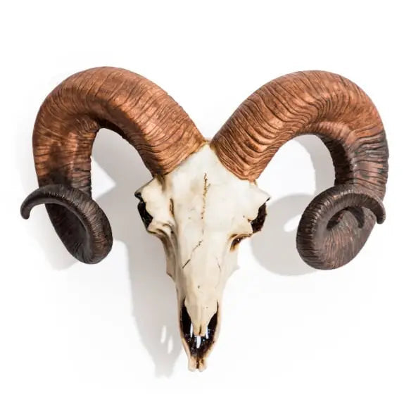 Natural ram skull wall head