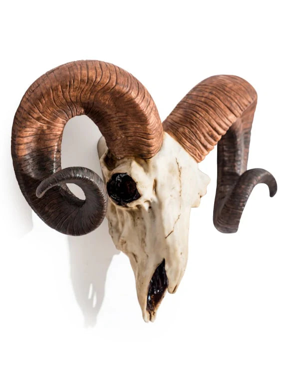 Natural ram skull wall head