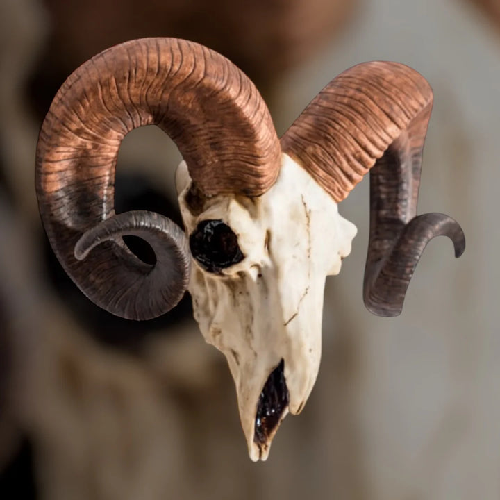 Natural ram skull wall head