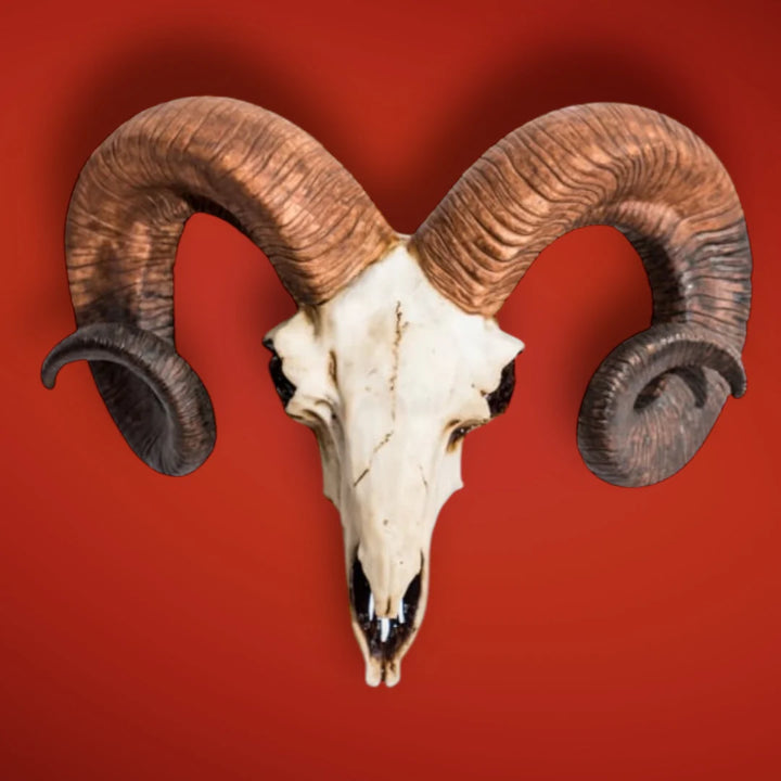 Natural ram skull wall head